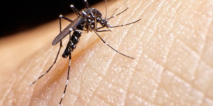 Dengue: 10 casos positivos e mais de 30 suspeitos somente em 2022