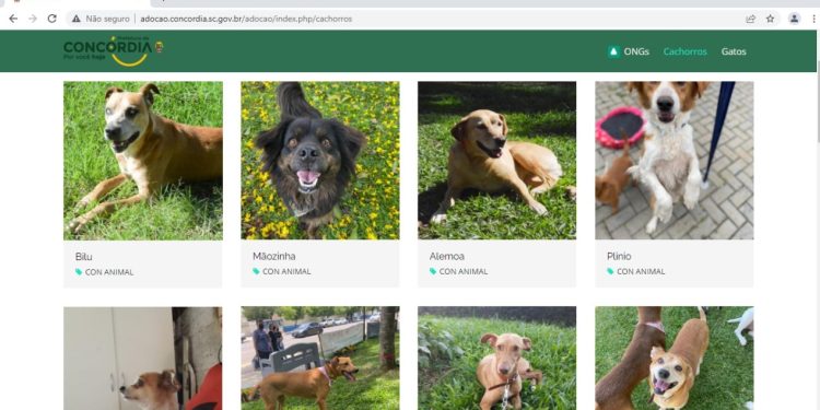 Site para adoção de cães e gatos já está disponível