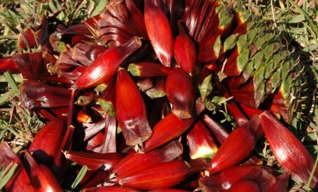 Safra do pinhão deve aumentar 25% em SC e oferecer frutos de maior qualidade em 2022
