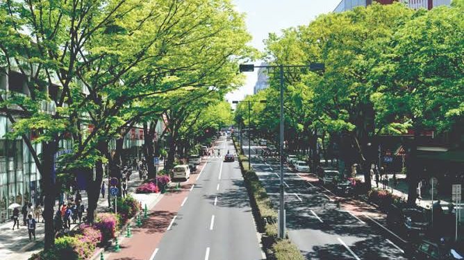 Prefeitura autoriza início da elaboração do Plano de Arborização Municipal