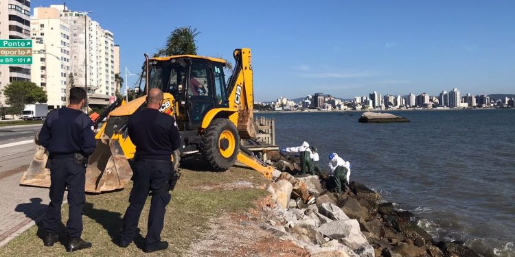 Corpo de leão marinho morto na Beira-Mar Norte é retirado e levado para análise na UFSC