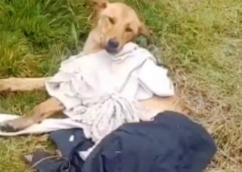 Procon notifica Concessionária da BR-101 por cadela que morreu atropelada em Biguaçu