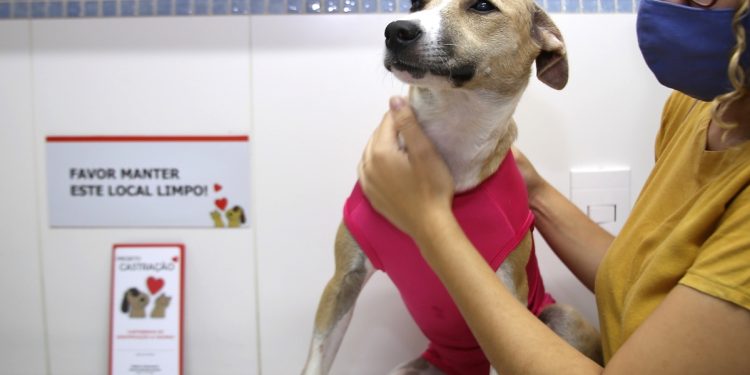 São José promove mutirão de castração para cães e gatos no Horto Florestal nesta terça (12)