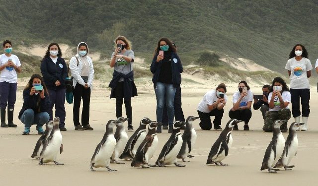 Mais um grupo com 12 pinguins aparece debilitado na Praia da Joaquina