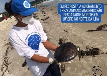 Biólogos da ONG R3 Animal recolhem 13 animais mortos na orla da praia de Jurerê, no Norte da Ilha