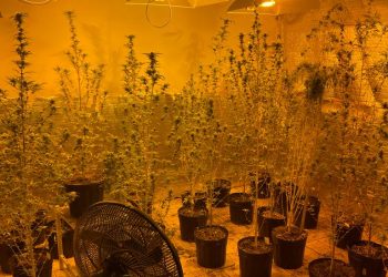 Homem é preso com 40 pés de maconha em casa e cinco cães sofrendo maus tratos