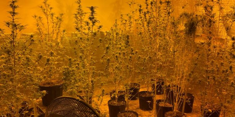 Homem é preso com 40 pés de maconha em casa e cinco cães sofrendo maus tratos