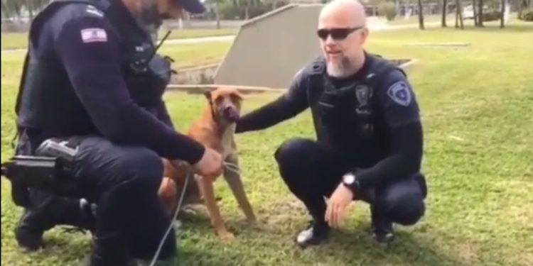 Agentes da Guarda Municipal recolhem cão atropelado por moto na Gustavo Richard