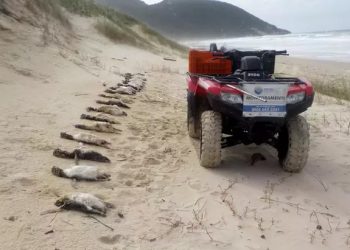 Especialistas dizem que 290 pinguins encontrados mortos nas praias em Floripa é fenômeno normal