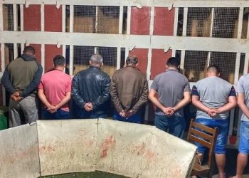 Polícia Ambiental resgata 150 galos de rinha e prende grupo por crime de maus tratos