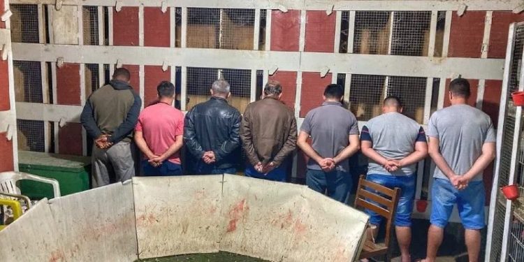 Polícia Ambiental resgata 150 galos de rinha e prende grupo por crime de maus tratos