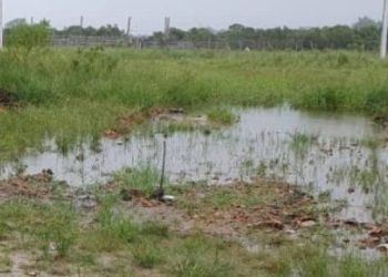 Corpo de homem é encontrado com rosto dentro de poça de água em Tijucas