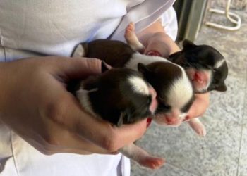 São José renova o compromisso com a causa animal em 2023