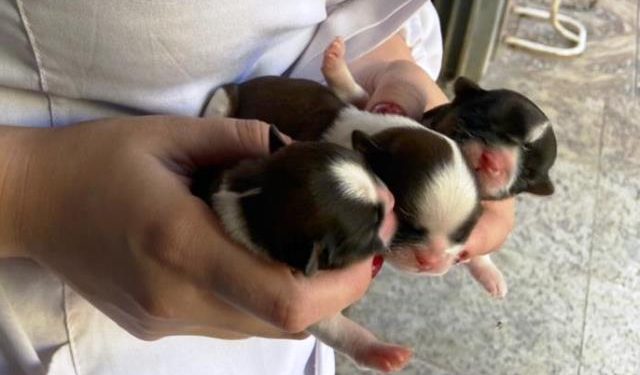 São José renova o compromisso com a causa animal em 2023