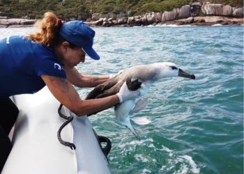 Com sede em Florianópolis, Banco de amostras de albatrozes e petréis tem expansão de 57,5%