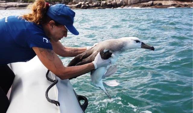 Com sede em Florianópolis, Banco de amostras de albatrozes e petréis tem expansão de 57,5%