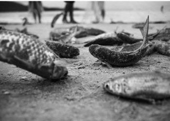 Governo federal proíbe a pesca industrial da tainha e impõe limite na artesanal