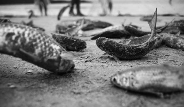 Governo federal proíbe a pesca industrial da tainha e impõe limite na artesanal