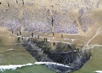 Praia de Naufragados tem o maior lanço de tainha na safra de 2023
