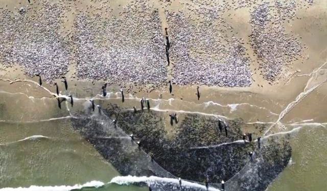 Praia de Naufragados tem o maior lanço de tainha na safra de 2023