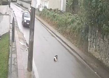 Motorista é indiciado por atropelamento e morte de cachorro