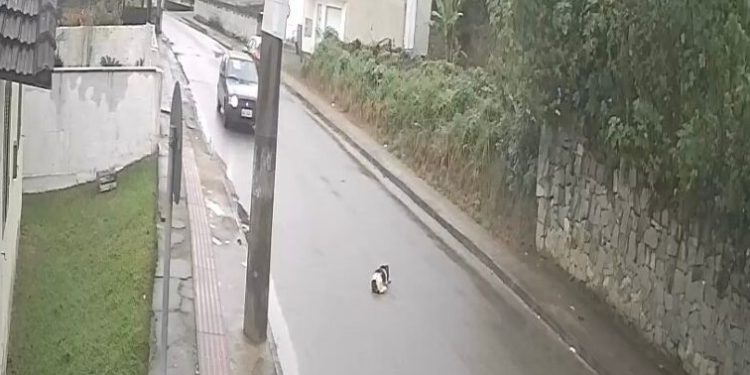 Motorista é indiciado por atropelamento e morte de cachorro