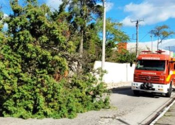 Árvore derruba muro de escola no Centro de Palhoça