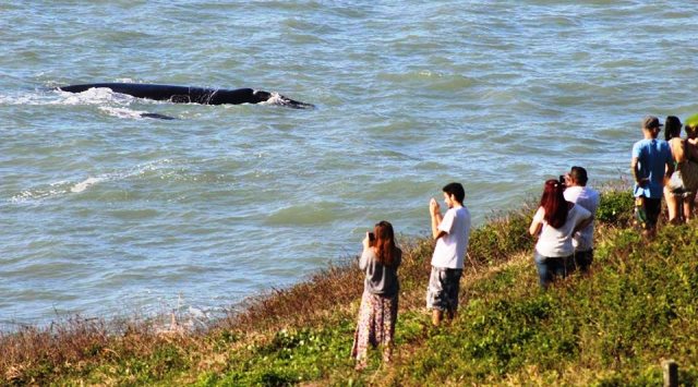 Ainda ameaçada de extinção, Baleia-franca é mais vista em Santa Catarina