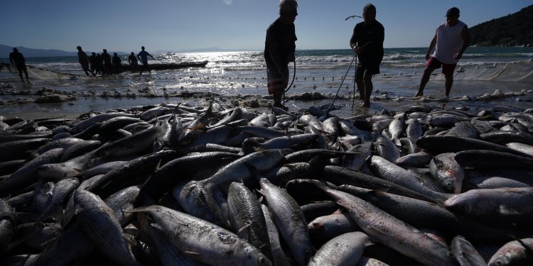 Projeto vai mapear a atividade pesqueira no litoral catarinense