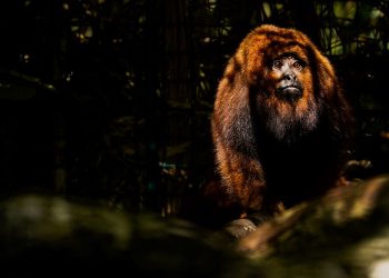 Extintos na Ilha há 260 anos, bugios-ruivos retornam a Florianópolis