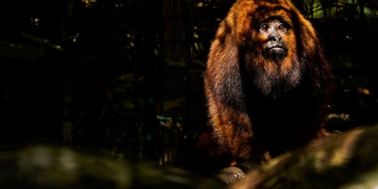 Extintos na Ilha há 260 anos, bugios-ruivos retornam a Florianópolis
