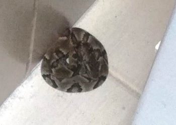Jararaca: bombeiros capturam cobra venenosa dentro de casa em Florianópolis