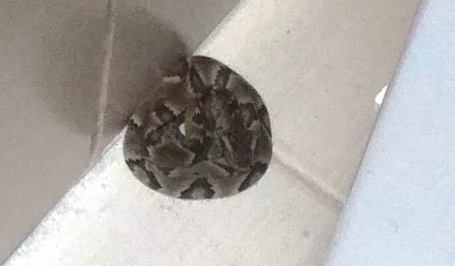 Jararaca: bombeiros capturam cobra venenosa dentro de casa em Florianópolis