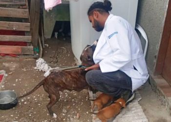 Homem é preso por crime de maus-tratos a animais em Florianópolis