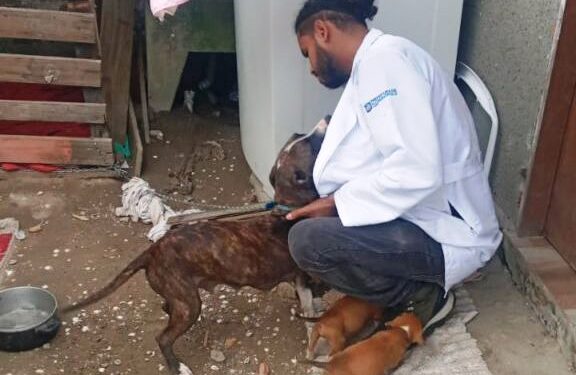 Homem é preso por crime de maus-tratos a animais em Florianópolis