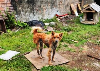 Homem é preso na Grande Florianópolis por maus-tratos a cachorro