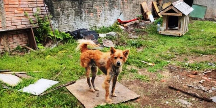 Homem é preso na Grande Florianópolis por maus-tratos a cachorro