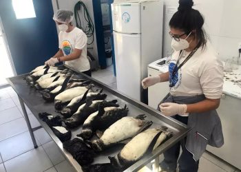 Temporada teve quase 2 mil pinguis encontrados mortos em Florianópolis