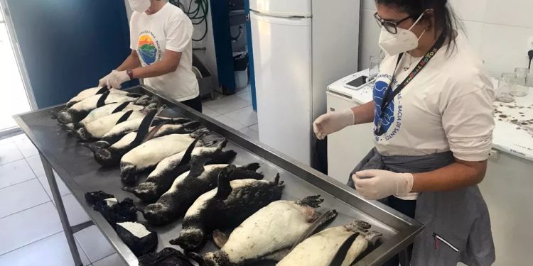 Temporada teve quase 2 mil pinguis encontrados mortos em Florianópolis