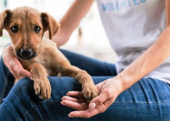Dezembro Verde: campanha busca conscientização e guarda responsável dos animais