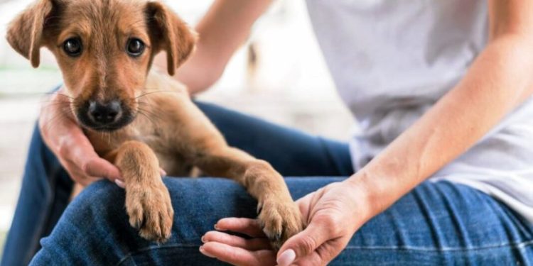 Dezembro Verde: campanha busca conscientização e guarda responsável dos animais