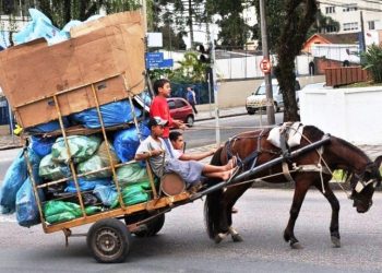 Avança na Alesc projeto que proíbe tração animal em Santa Catarina