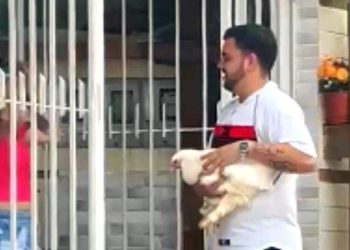 Galinha de estimação foge de casa e mobiliza comunidade em SC