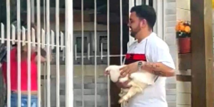 Galinha de estimação foge de casa e mobiliza comunidade em SC