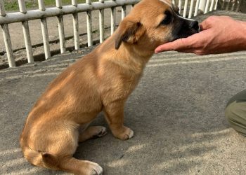 Sul da Ilha terá mutirão de castração de cães em Florianópolis