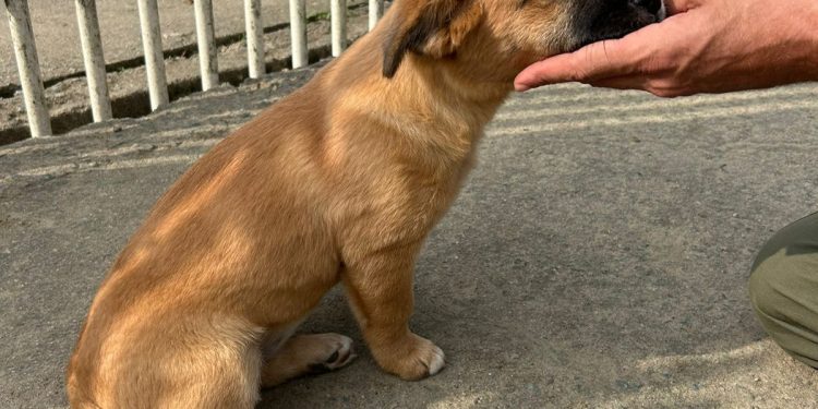 Sul da Ilha terá mutirão de castração de cães em Florianópolis