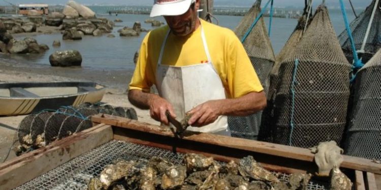 Toxinas são encontradas em mexilhões em Santa Catarina; entenda os riscos em consumir