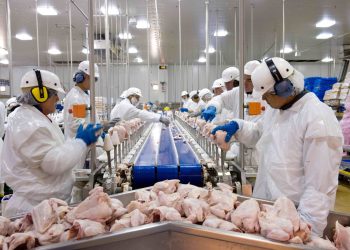 Santa Catarina é destaque nacional nas exportações de aves processadas