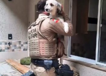 Santa Catarina intensifica Campanha de prevenção contra a crueldade animal