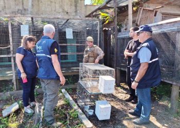 Fiscais ambientais apreendem mais de 230 animais silvestres em SC